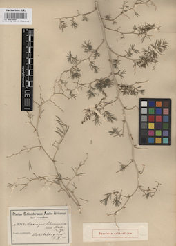 LE 00010997