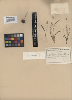 LE 00011017