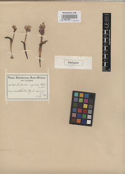 LE 00011036