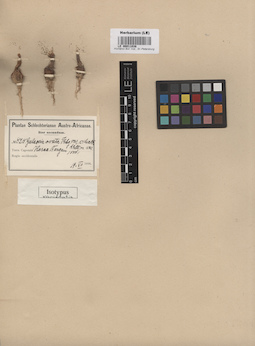 LE 00011038