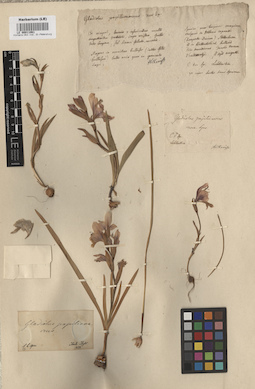 LE 00011061