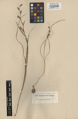LE 00011063