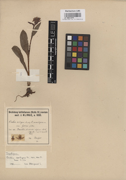 LE 00011075
