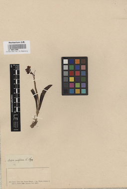 LE 00011095