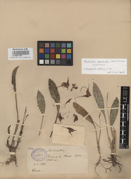 LE 00011165