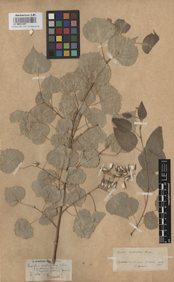 LE 00011247