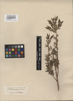 LE 00011260