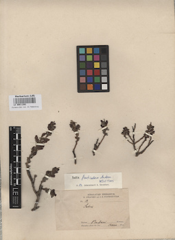 LE 00011262