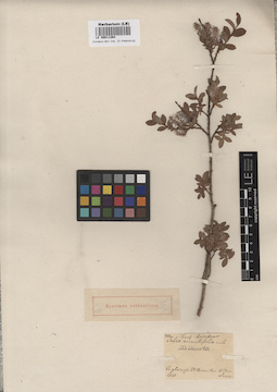 LE 00011264