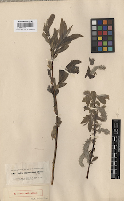 LE 00011277