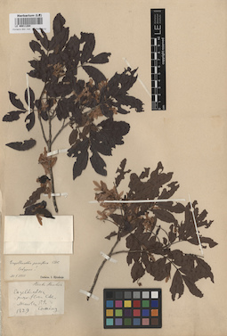 LE 00011284