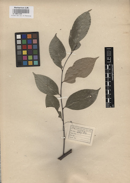 LE 00011325