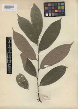 LE 00011329