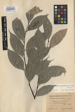 LE 00011332