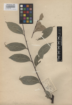 LE 00011336
