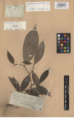 LE 00011384