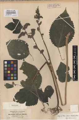 LE 00011419