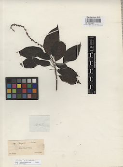LE 00011427