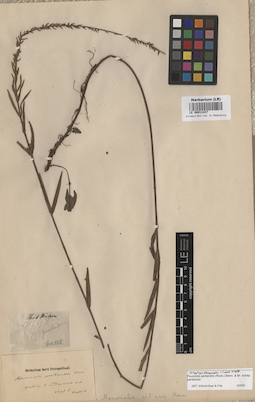 LE 00011437