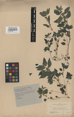 LE 00011452