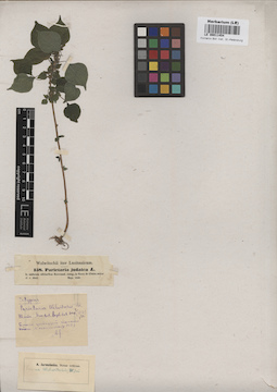 LE 00011454