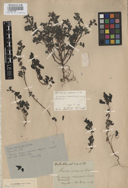 LE 00011455