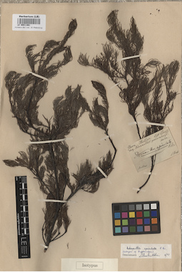 LE 00011461