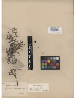 LE 00011478