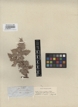 LE 00011481