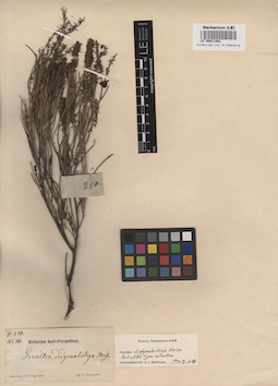 LE 00011482