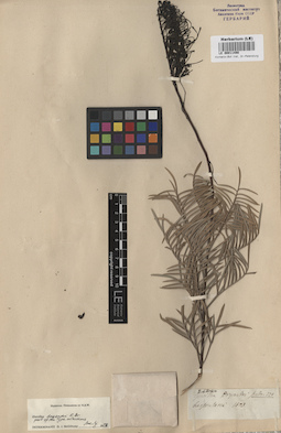 LE 00011490