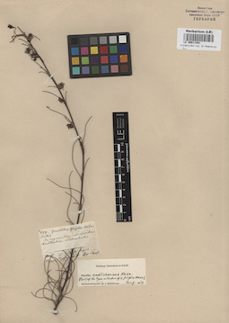 LE 00011491