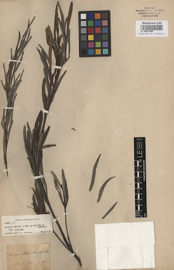 LE 00011505