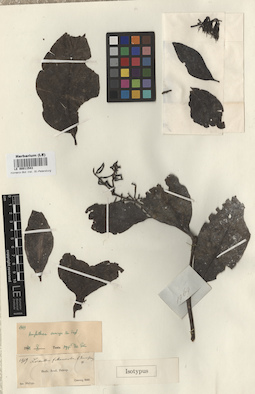 LE 00011543