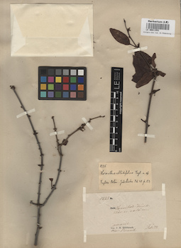 LE 00011553