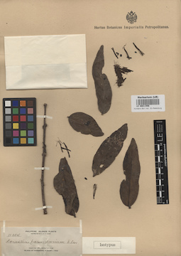 LE 00011556