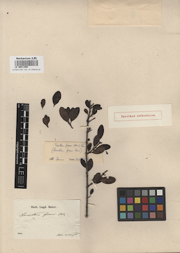 LE 00011558