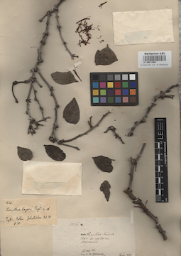 LE 00011560