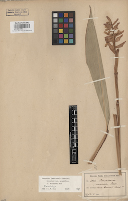 LE 00011561