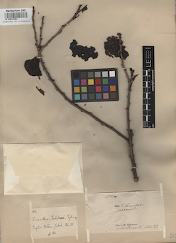 LE 00011564