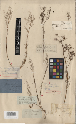 LE 00011577