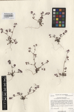 LE 00011597