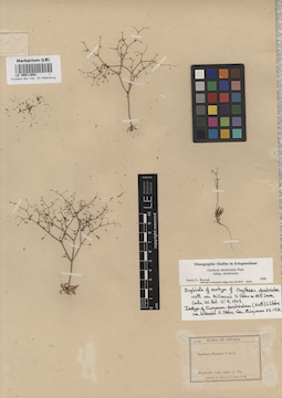 LE 00011603
