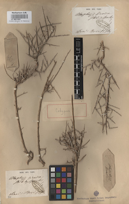LE 00011642