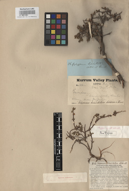 LE 00011661