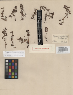 LE 00011663