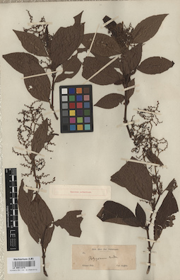 LE 00011675