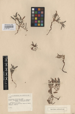 LE 00011680
