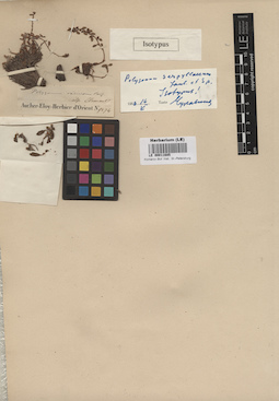 LE 00011685