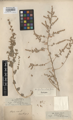 LE 00011703